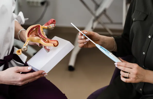 Doctor explaining ovulation using a model of the reproductive system