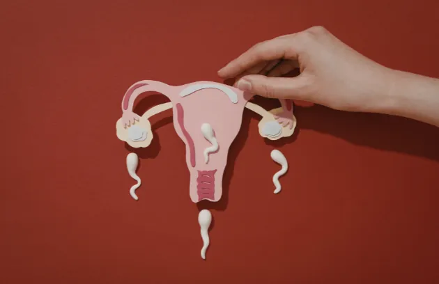 Anatomical model showing the ovaries and uterus